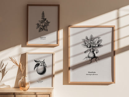 Mandrake Poster | Mandragora officinarum Pen and Ink Print Vintage Botanical Illustration — styled in a modern interior