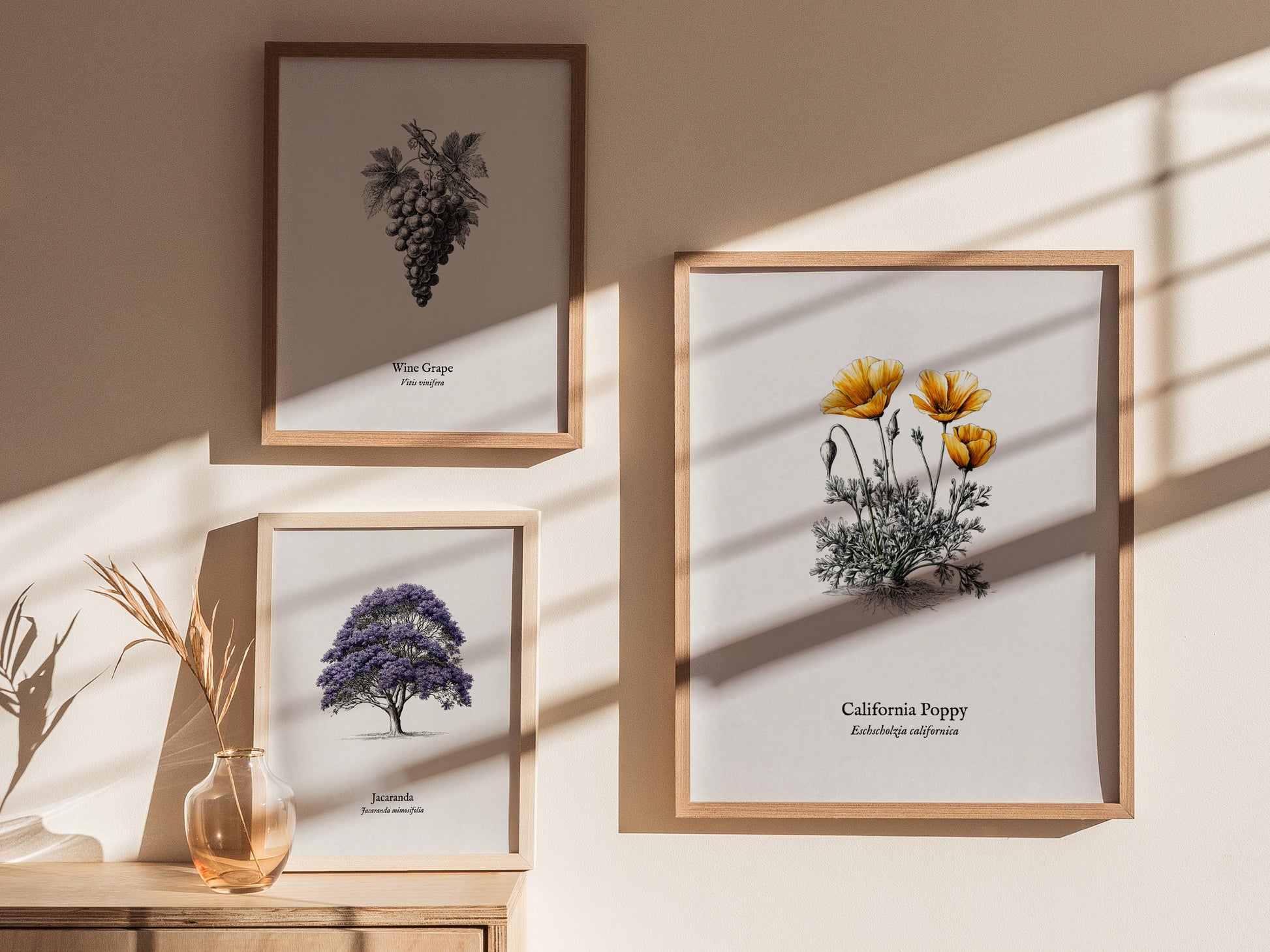 California Poppy Poster | Vintage Eschscholzia californica Botanical Illustration Wall Art — styled in a modern interior