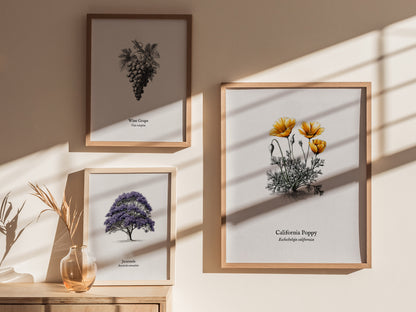 California Poppy Poster | Vintage Eschscholzia californica Botanical Illustration Wall Art — styled in a modern interior