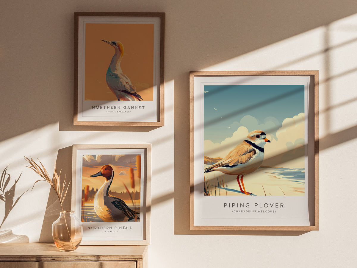 Piping Plover, Charadrius melodus Poster | Shorebird Nature Poster Wall Art — styled in a modern interior
