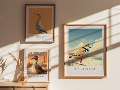 Piping Plover, Charadrius melodus Poster | Shorebird Nature Poster Wall Art — styled in a modern interior