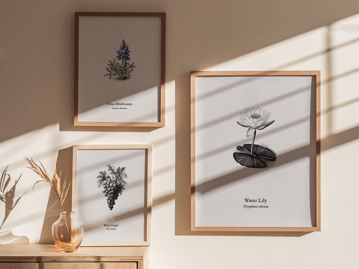 Water Lily Poster | Vintage Nymphaea Odorata Botanical Illustration Wall Art — styled in a modern interior