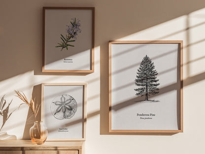 Ponderosa Pine Poster | Vintage Pinus ponderosa Botanical Illustration Wall Art — styled in a modern interior