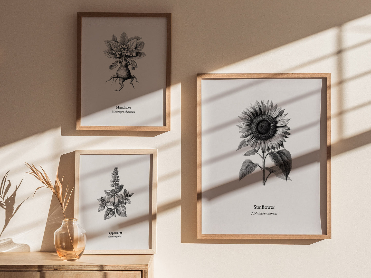 Sunflower Poster | Helianthus annuus Vintage Botanical Ink Illustration Line Art Print — styled in a modern interior