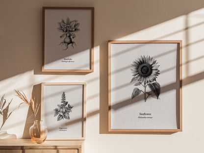 Sunflower Poster | Helianthus annuus Vintage Botanical Ink Illustration Line Art Print — styled in a modern interior