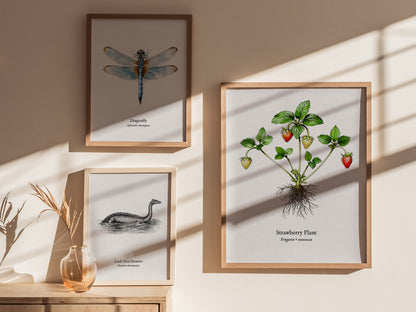 Strawberry Plant Poster | Vintage Fragaria × ananassa Botanical Illustration Wall Art — styled in a modern interior