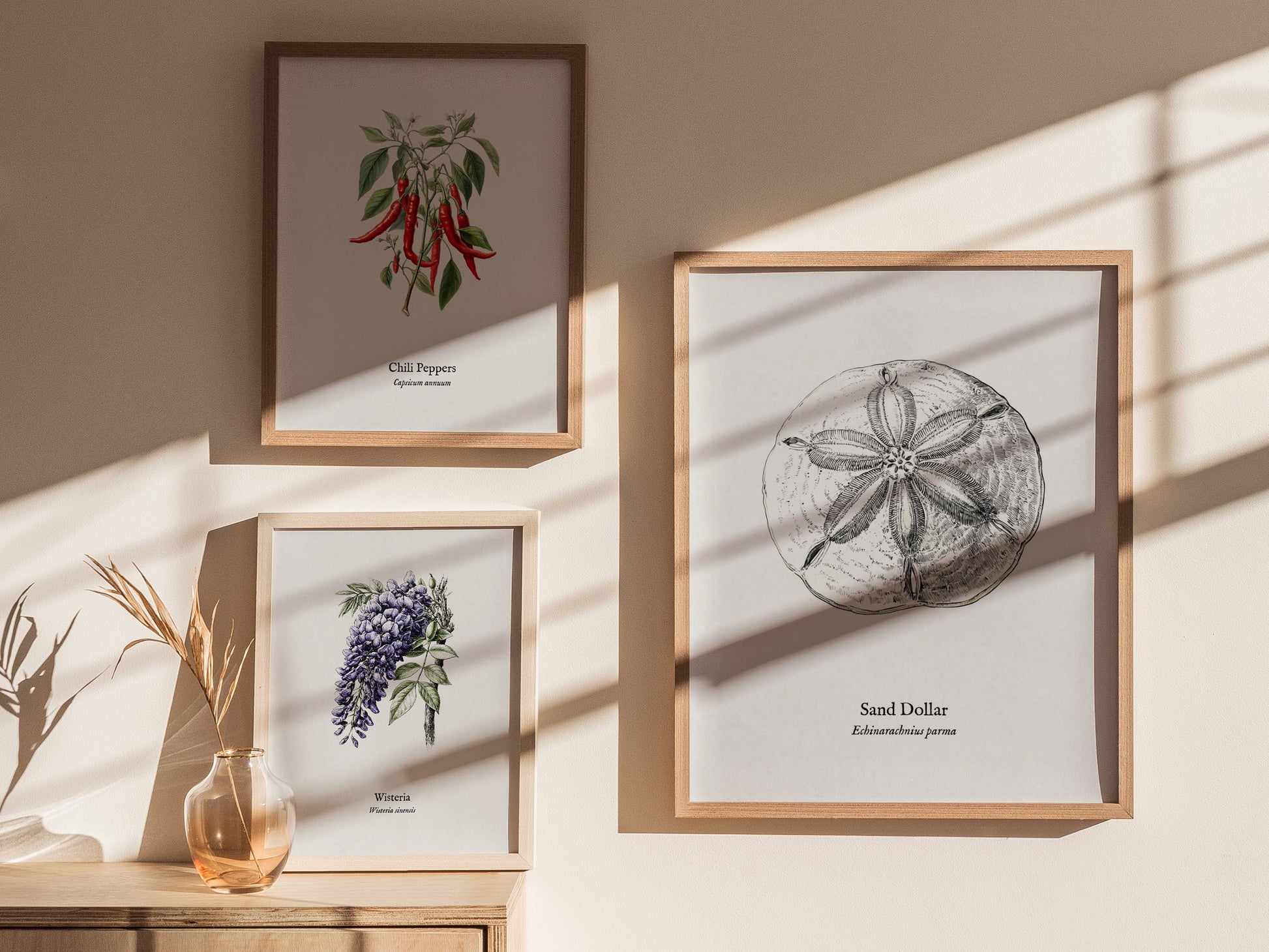 Sand Dollar Poster | Vintage Echinarachnius parma Zoological Illustration Wall Art — styled in a modern interior