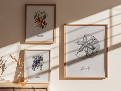 Sand Dollar Poster | Vintage Echinarachnius parma Zoological Illustration Wall Art — styled in a modern interior