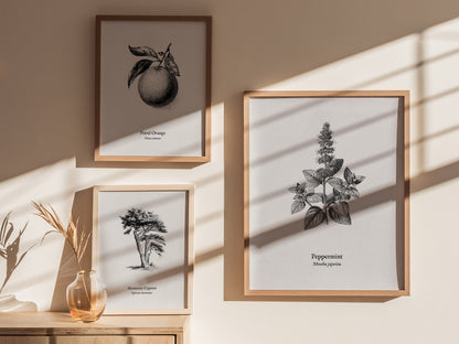 Peppermint Poster | Mentha piperita Vintage Botanical Ink Illustration Wall Art — styled in a modern interior