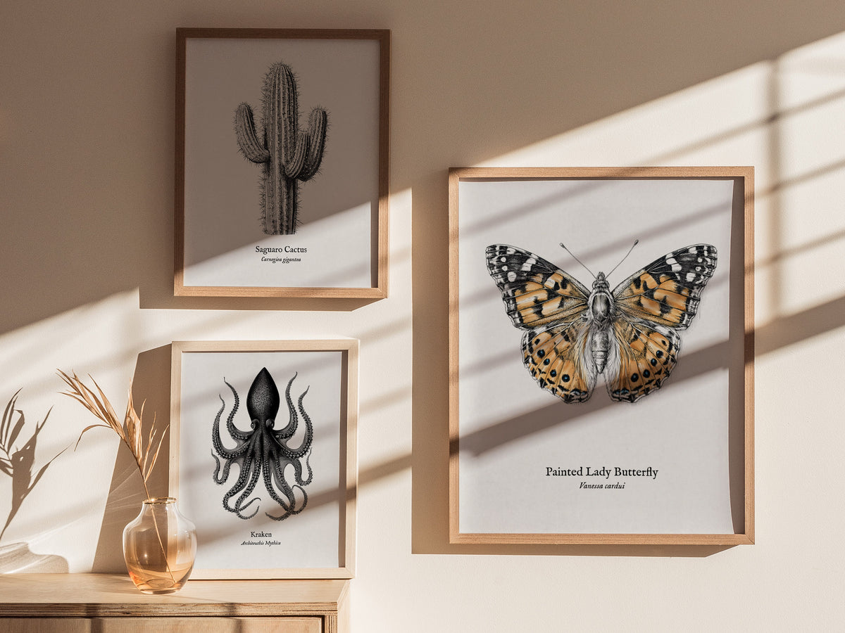 Painted Lady Butterfly Poster | Vintage Vanessa cardui Zoological Illustration Wall Art — styled in a modern interior