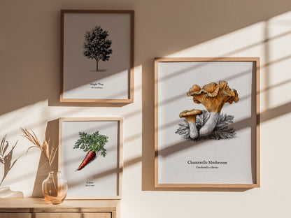 Chanterelle Mushroom Poster | Cantharellus cibarius Pen and Ink Print Vintage Scientific Illustration — styled in a modern in