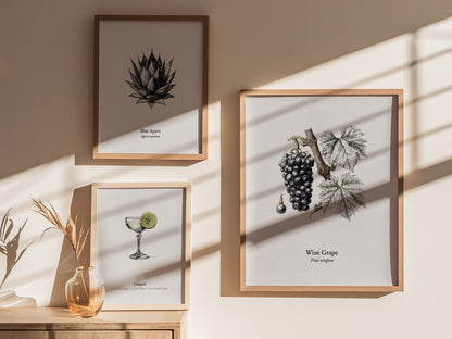 Wine Grape Poster | Vintage Vitis vinifera Botanical Illustration Wall Art — styled in a modern interior