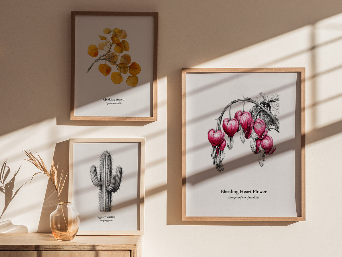Bleeding Heart Flower Poster | Lamprocapnos spectabilis Pen and Ink Print Botanical Illustration Wall Art — styled in a moder