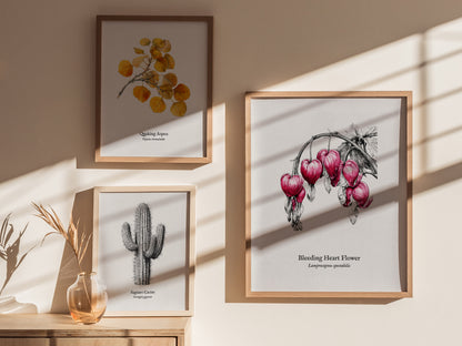 Bleeding Heart Flower Poster | Lamprocapnos spectabilis Pen and Ink Print Botanical Illustration Wall Art — styled in a moder