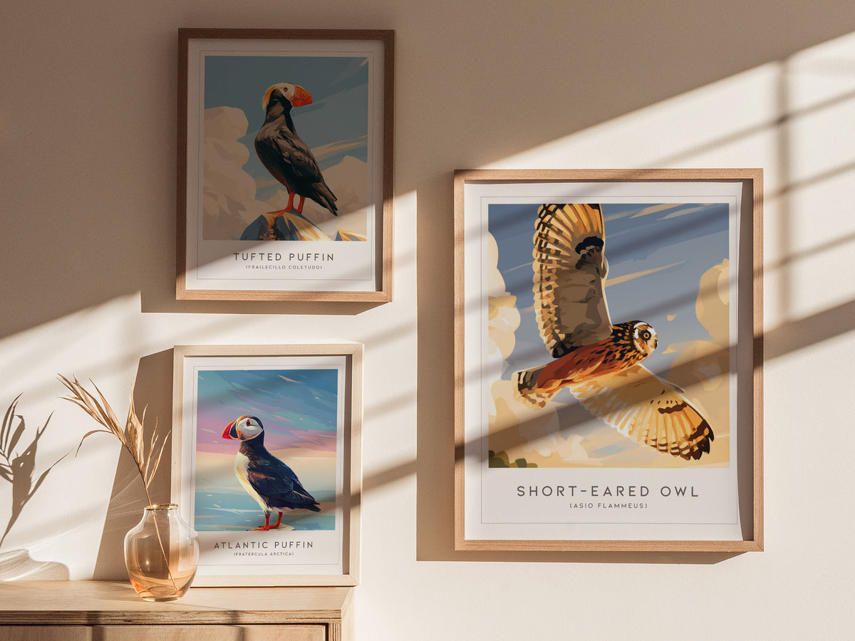 Short-eared Owl, Asio flammeus Poster | Raptor Wildlife Print Nature Wall Art — styled in a modern interior