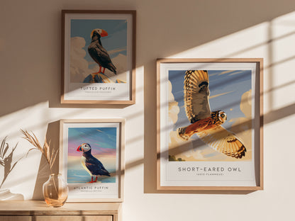 Short-eared Owl, Asio flammeus Poster | Raptor Wildlife Print Nature Wall Art — styled in a modern interior