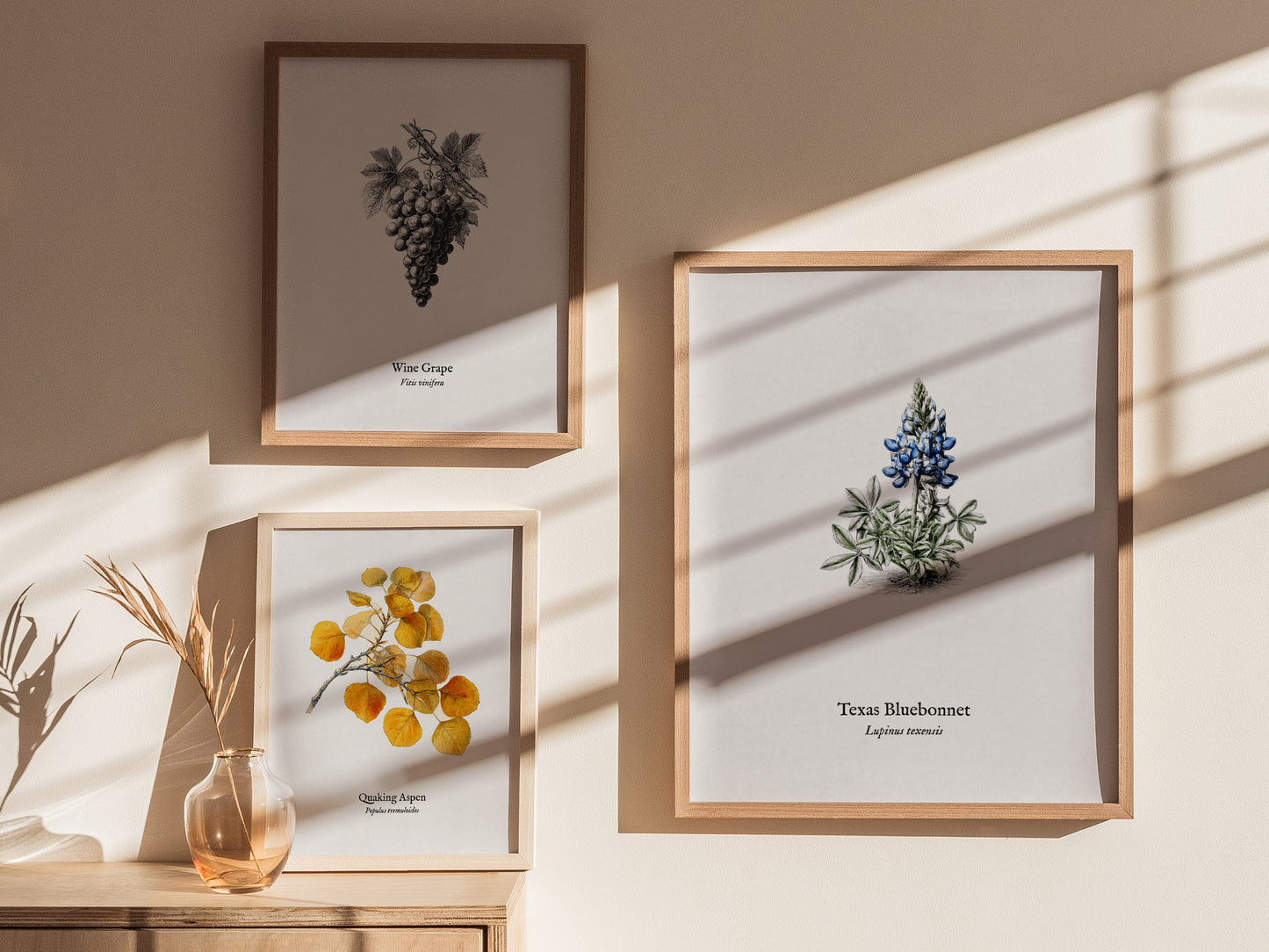 Texas Bluebonnet Poster | Vintage Lupinus texensis Botanical Illustration Wall Art — styled in a modern interior