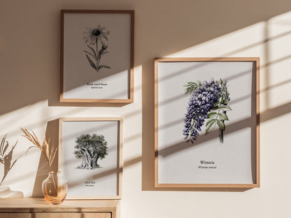 Wisteria Poster | Vintage Wisteria sinensis Botanical Illustration Wall Art — styled in a modern interior
