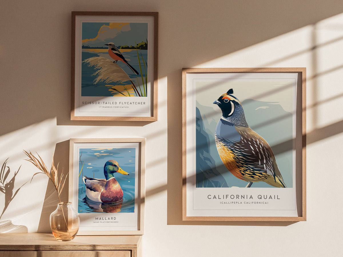 California Quail Poster | Golden State Bird Illustration Wall Art — styled in a modern interior