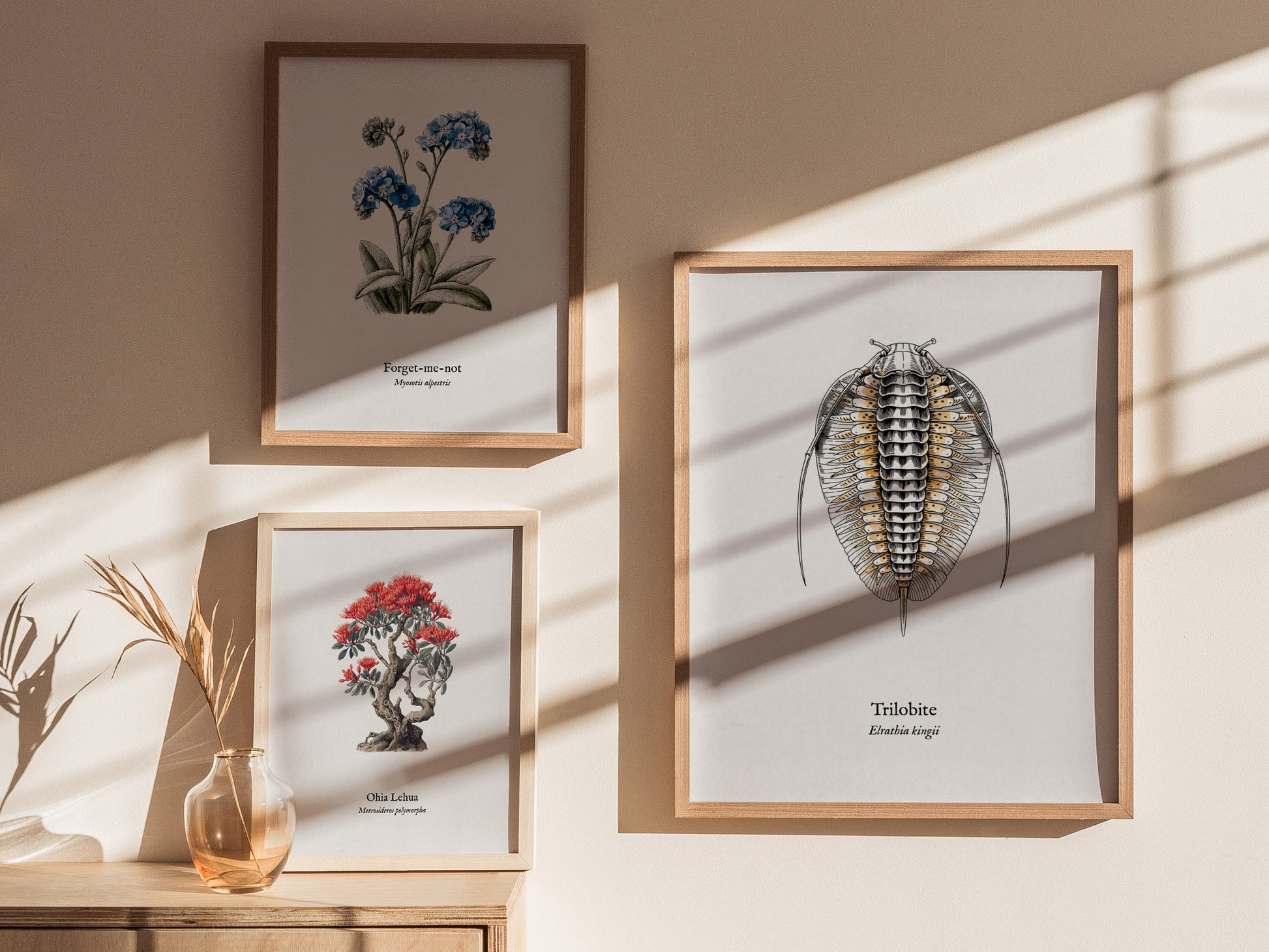 Trilobite Poster | Vintage Elrathia kingii Zoological Illustration Wall Art — styled in a modern interior