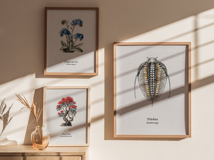 Trilobite Poster | Vintage Elrathia kingii Zoological Illustration Wall Art — styled in a modern interior