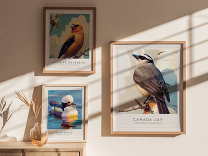 Canada Jay, Perisoreus canadensis Poster | Bold Boreal Bird Wall Art — styled in a modern interior