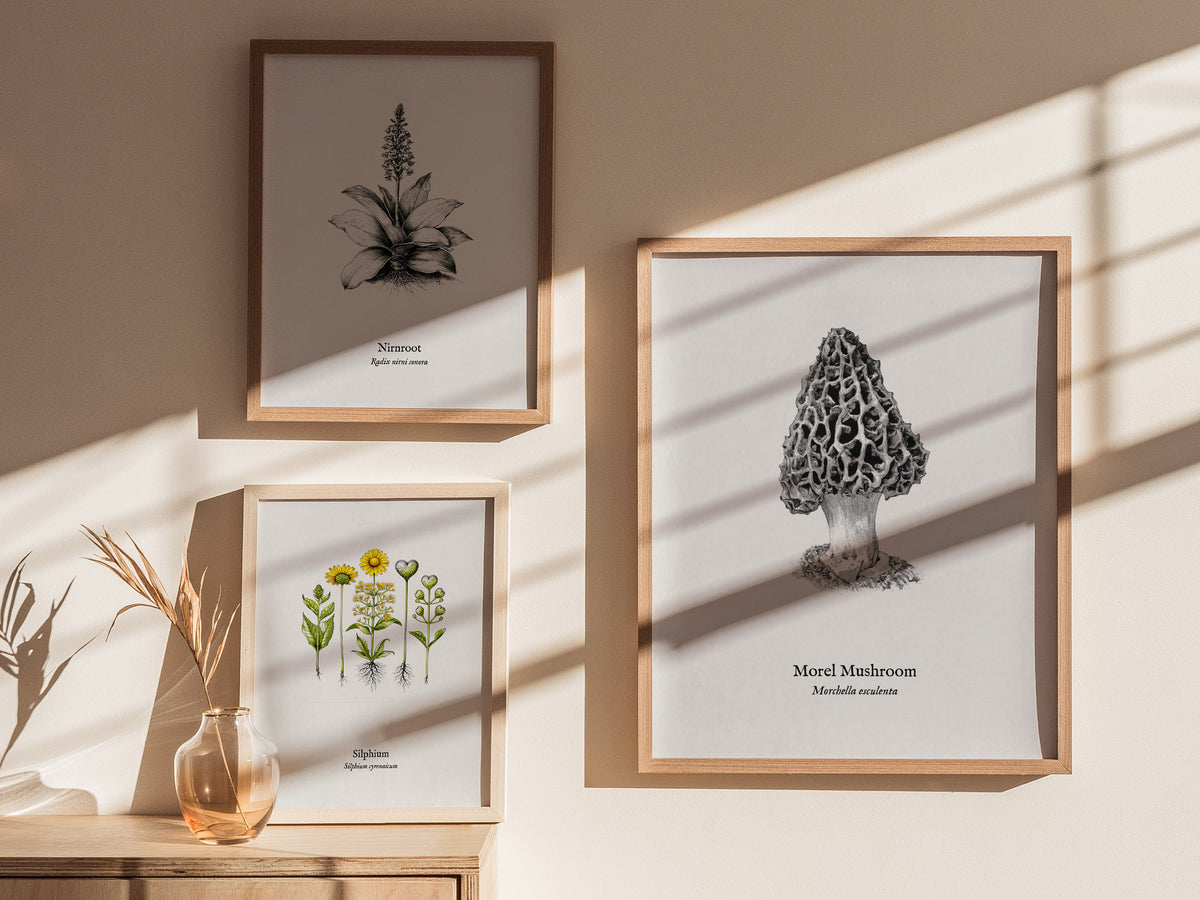 Morel Mushroom Poster | Morchella esculenta Pen and Ink Print Vintage Scientific Illustration — styled in a modern interior