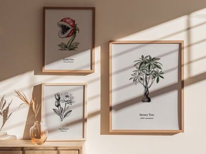 Money Tree Poster | Arbor Nummaria Pen and Ink Print — Vintage Botanical Illustration Wall Art — styled in a modern interior