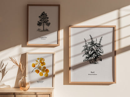 Basil Poster | Ocimum basilicum Pen and Ink Print | Vintage Botanical Illustration Wall Art — styled in a modern interior