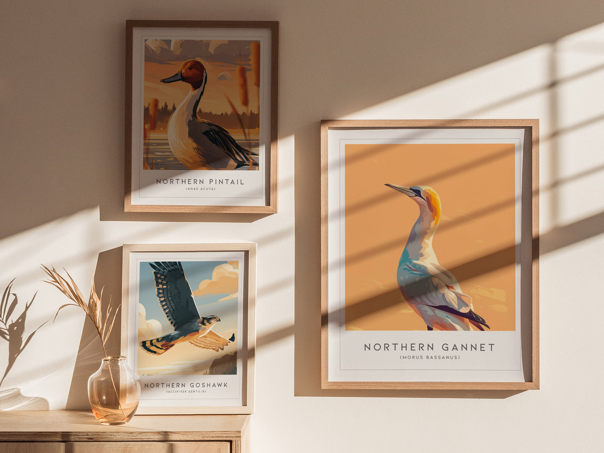 Northern Gannet, Morus bassanus Poster | Striking Seabird Wildlife Print Wall Art — styled in a modern interior