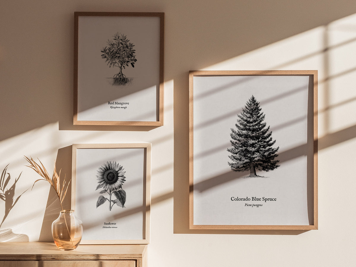 Colorado Blue Spruce Poster | Picea pungens Pen and Ink Print Vintage Botanical Illustration Wall Art — styled in a modern in