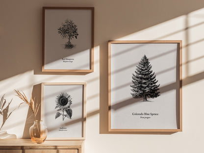 Colorado Blue Spruce Poster | Picea pungens Pen and Ink Print Vintage Botanical Illustration Wall Art — styled in a modern in