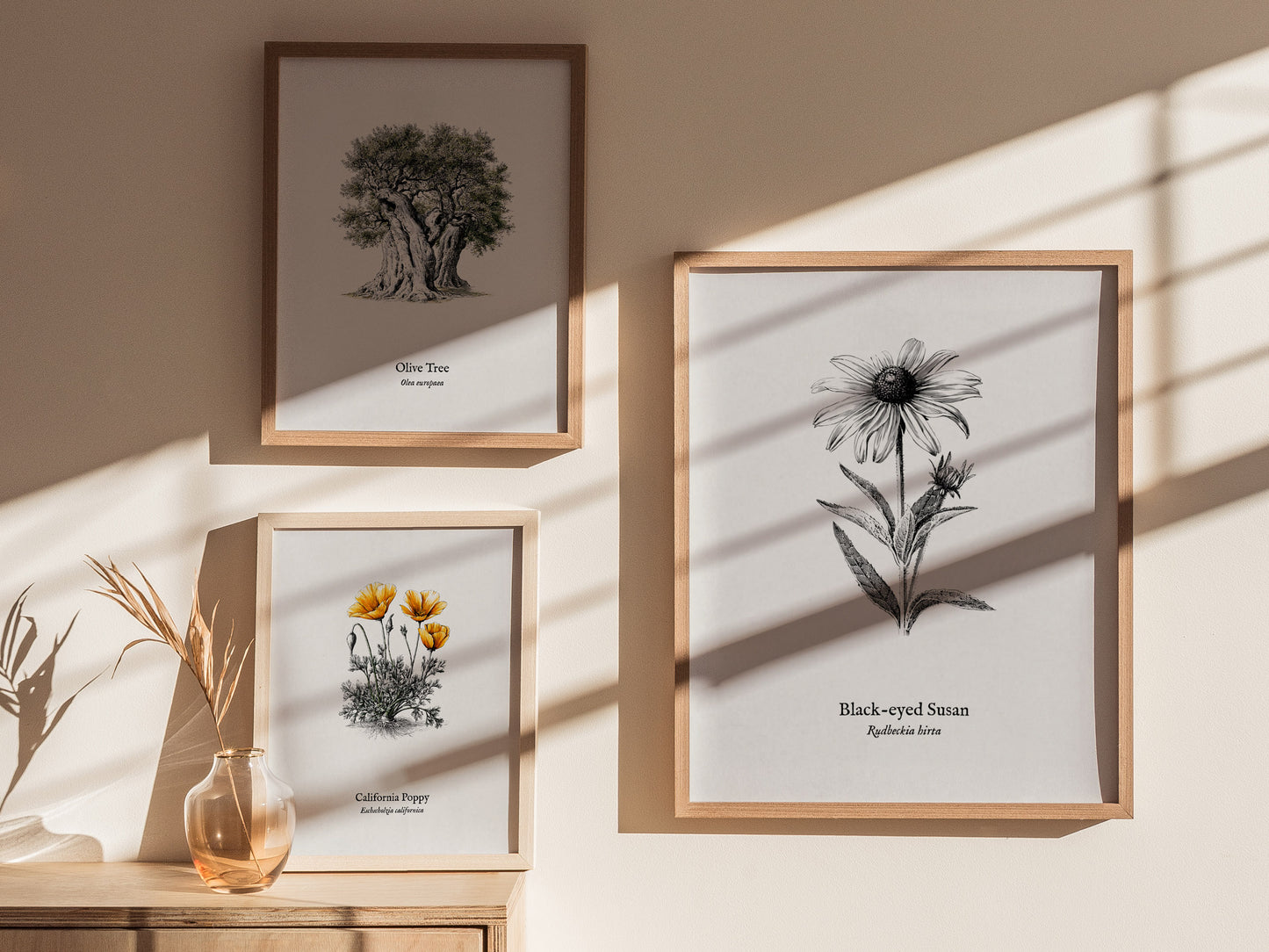 Black-eyed Susan Poster | Vintage Rudbeckia hirta Botanical Illustration Wall Art — styled in a modern interior