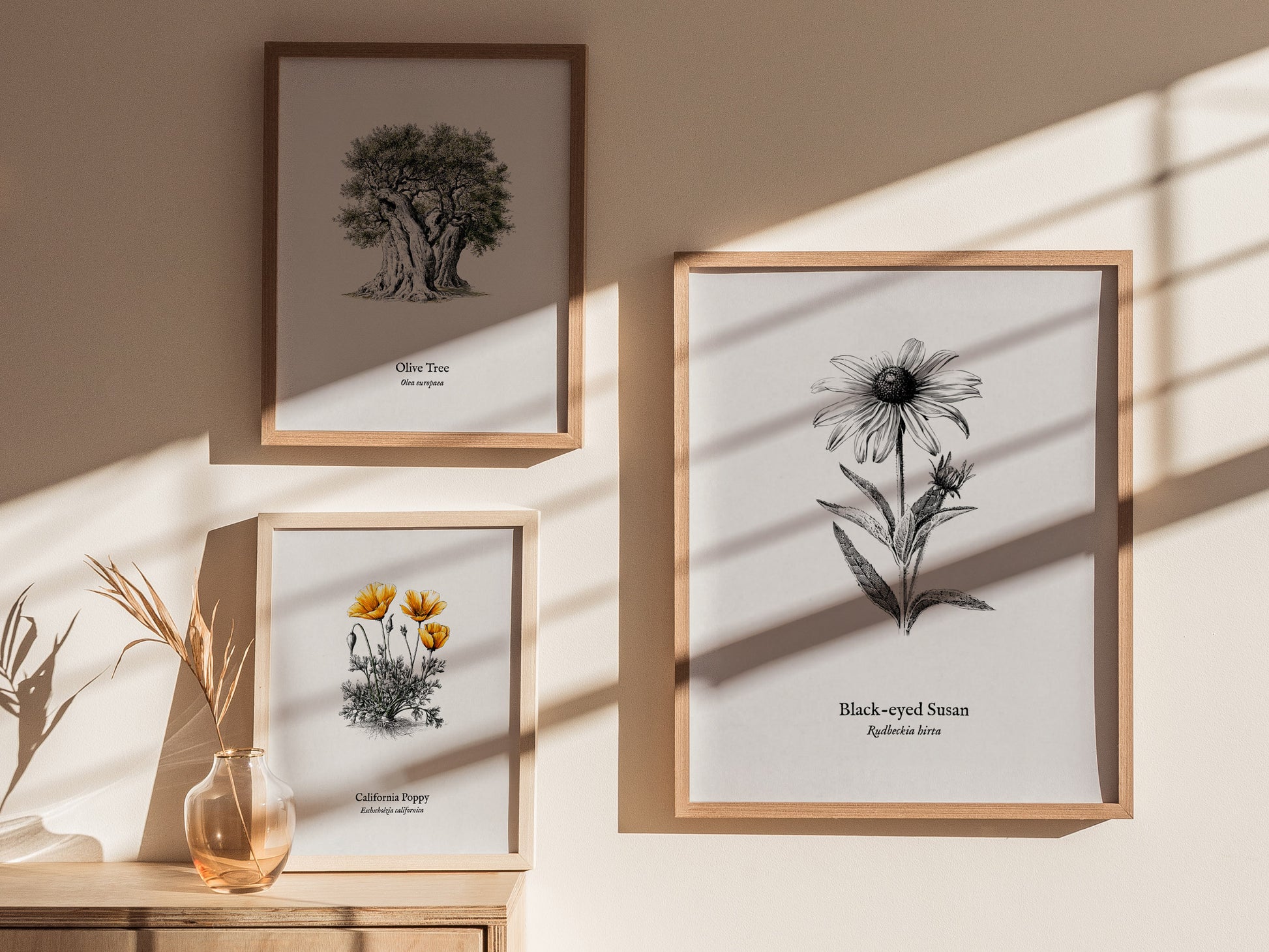 Black-eyed Susan Poster | Vintage Rudbeckia hirta Botanical Illustration Wall Art — styled in a modern interior
