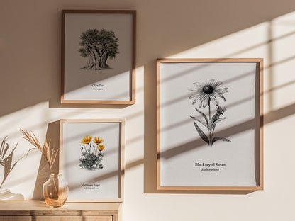 Black-eyed Susan Poster | Vintage Rudbeckia hirta Botanical Illustration Wall Art — styled in a modern interior