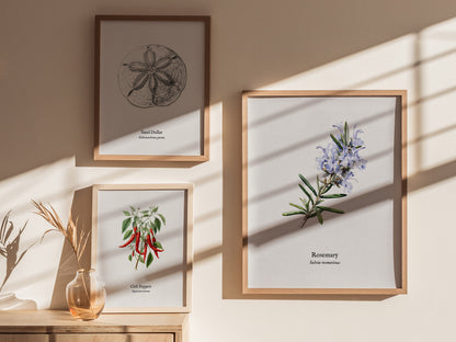 Rosemary Poster | Vintage Salvia Rosmarinus Botanical Illustration Wall Art — styled in a modern interior