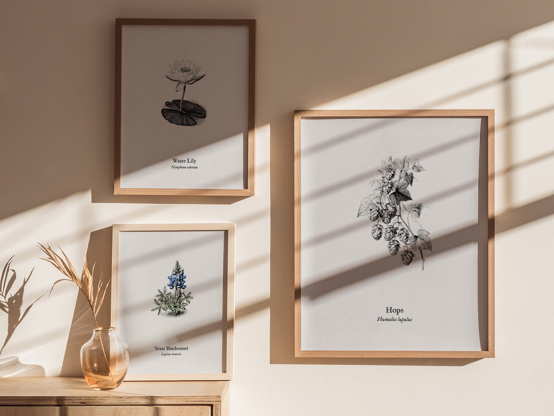 Hops Poster | Vintage Humulus lupulus Botanical Illustration Wall Art — styled in a modern interior