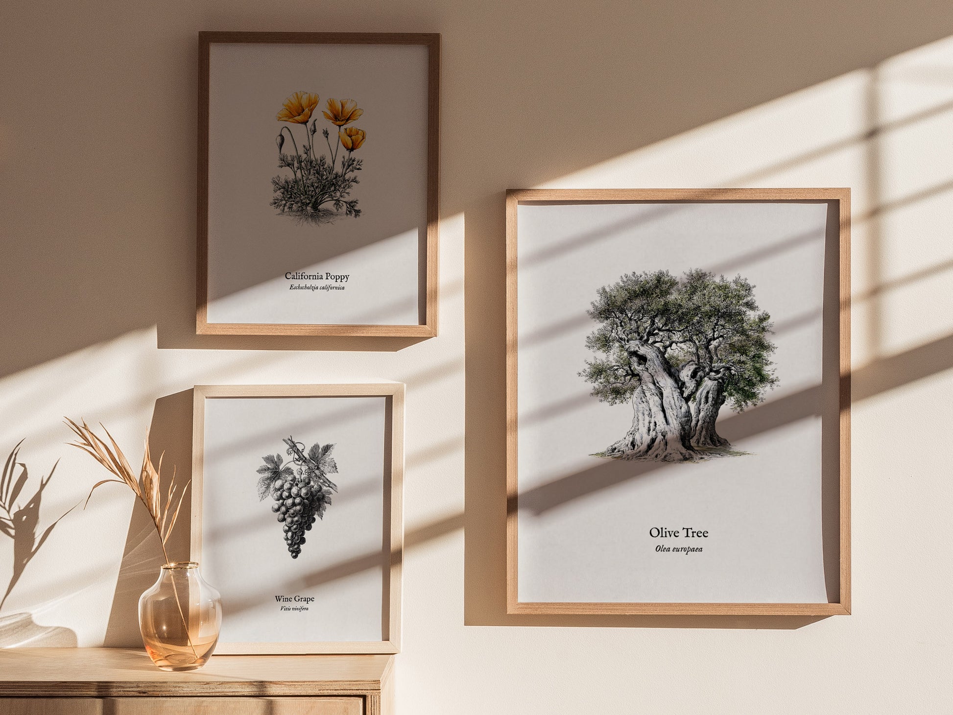 Olive Tree Poster | Vintage Olea europaea Botanical Illustration Wall Art — styled in a modern interior
