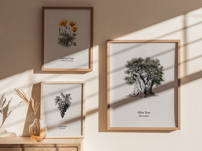 Olive Tree Poster | Vintage Olea europaea Botanical Illustration Wall Art — styled in a modern interior
