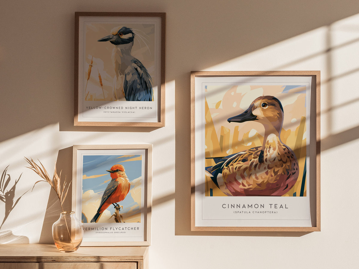 Cinnamon Teal, Spatula cyanoptera Poster | Vibrant Wetland Bird Wall Art — styled in a modern interior