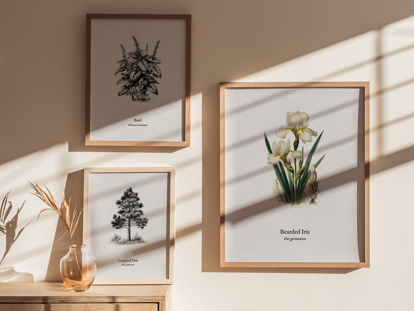 Bearded Iris Poster | Iris germanica Pen and Ink Print Vintage Botanical Illustration Wall Art — styled in a modern interior