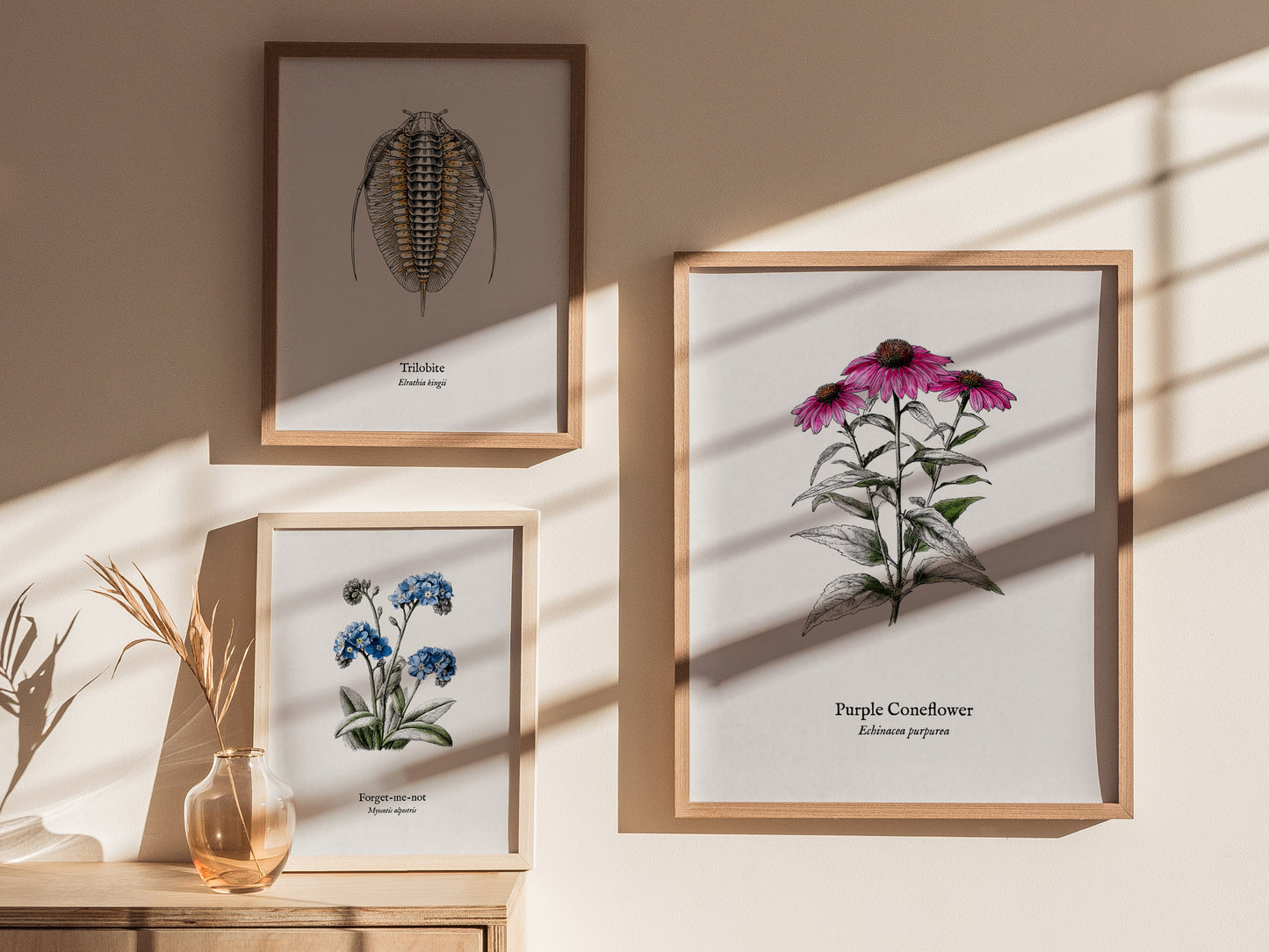 Purple Coneflower Poster | Echinacea purpurea Pen and Ink Print Vintage Botanical Illustration — styled in a modern interior