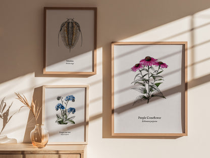 Purple Coneflower Poster | Echinacea purpurea Pen and Ink Print Vintage Botanical Illustration — styled in a modern interior