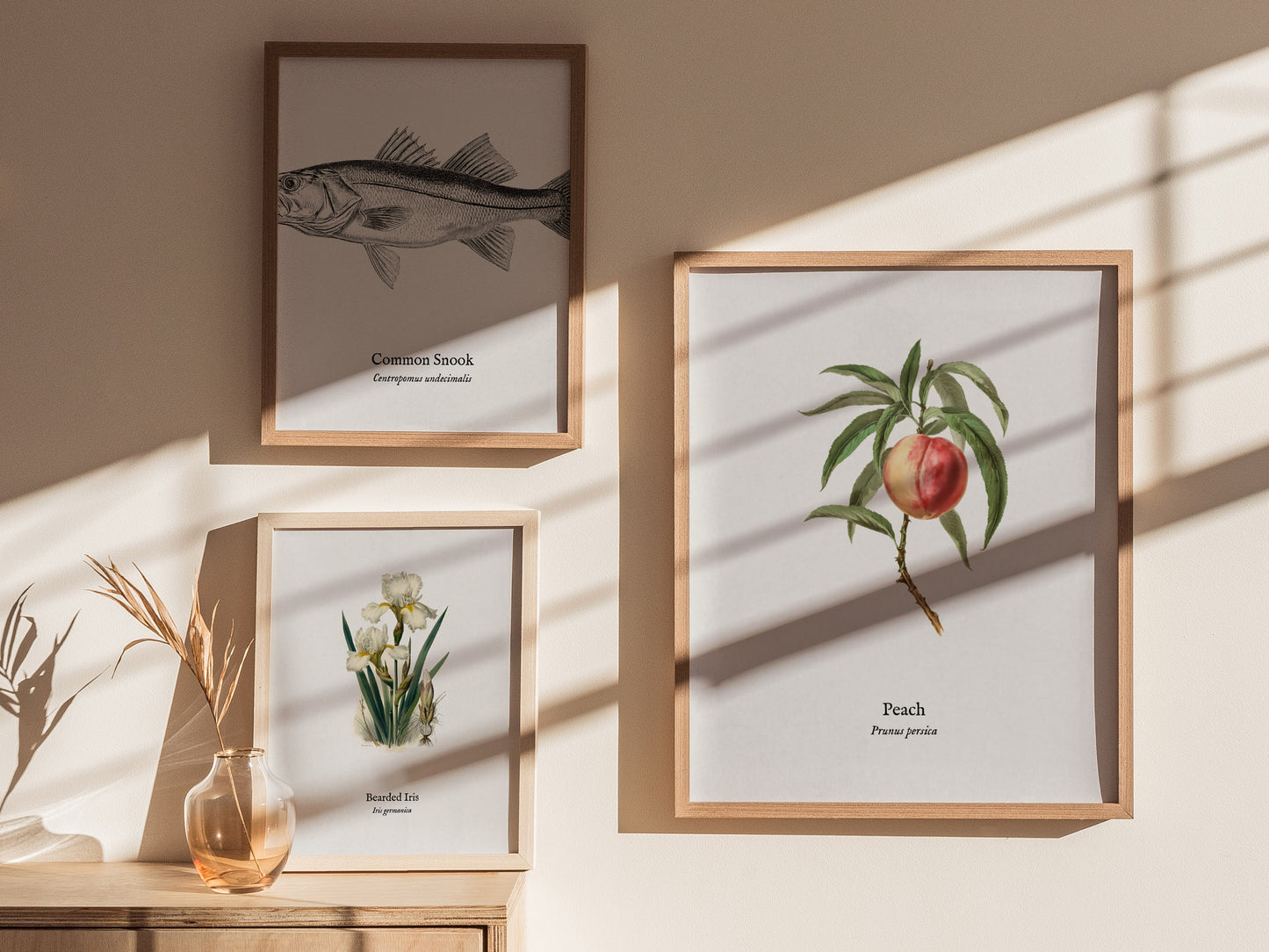 Peach Poster | Prunus persica Vintage Botanical Illustration Pen and Ink Print — styled in a modern interior