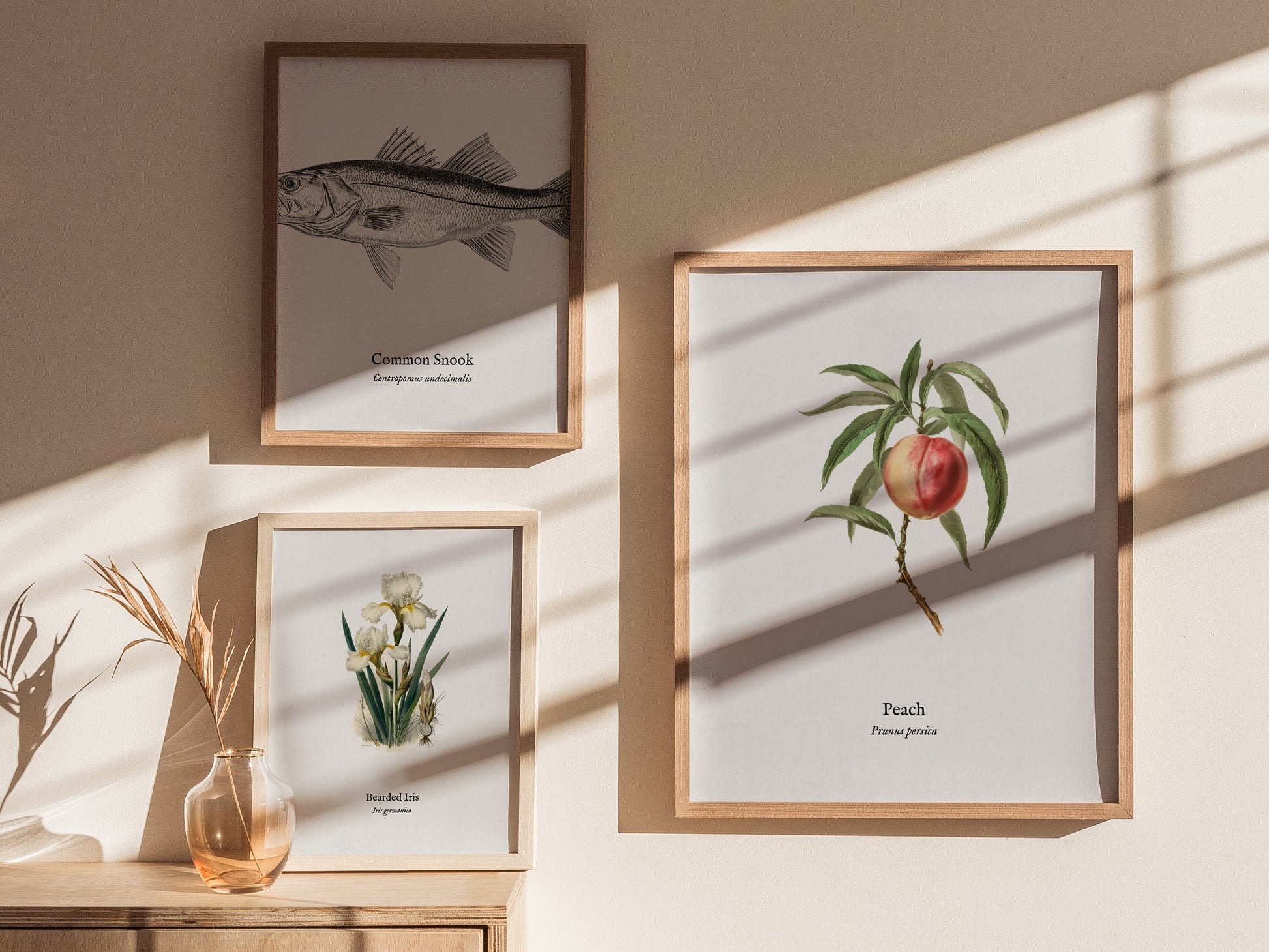 Peach Poster | Prunus persica Vintage Botanical Illustration Pen and Ink Print — styled in a modern interior