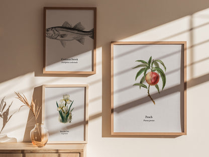 Peach Poster | Prunus persica Vintage Botanical Illustration Pen and Ink Print — styled in a modern interior