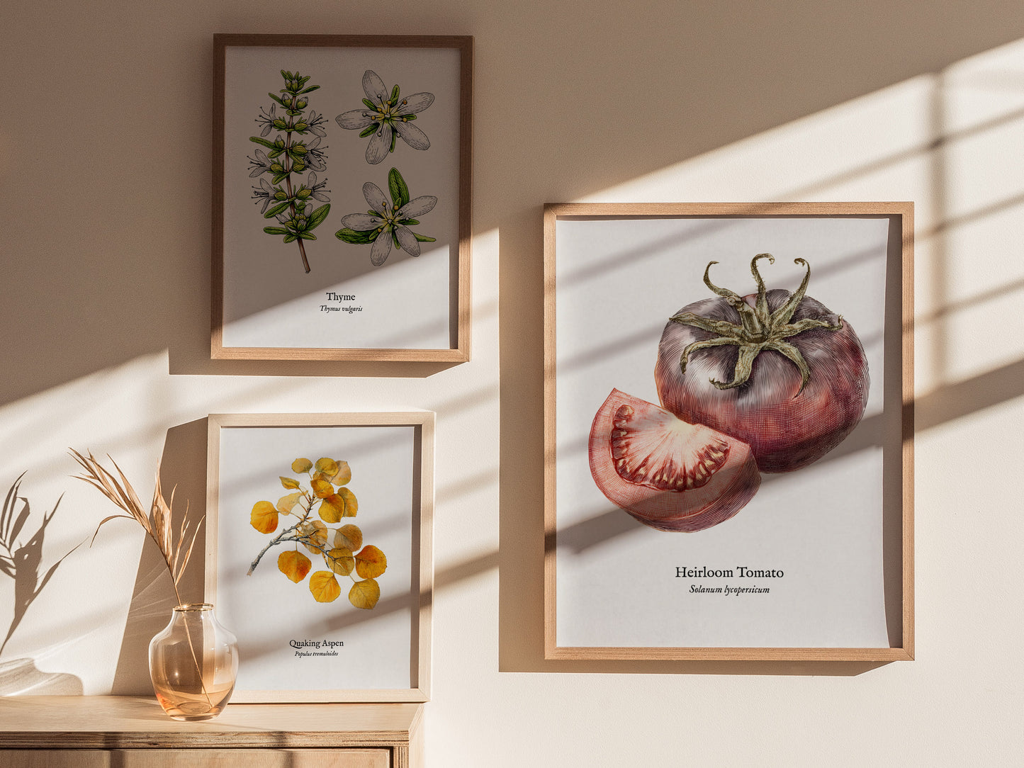 Heirloom Tomato Poster | Vintage Solanum Lycopersicum Botanical Illustration Wall Art — styled in a modern interior