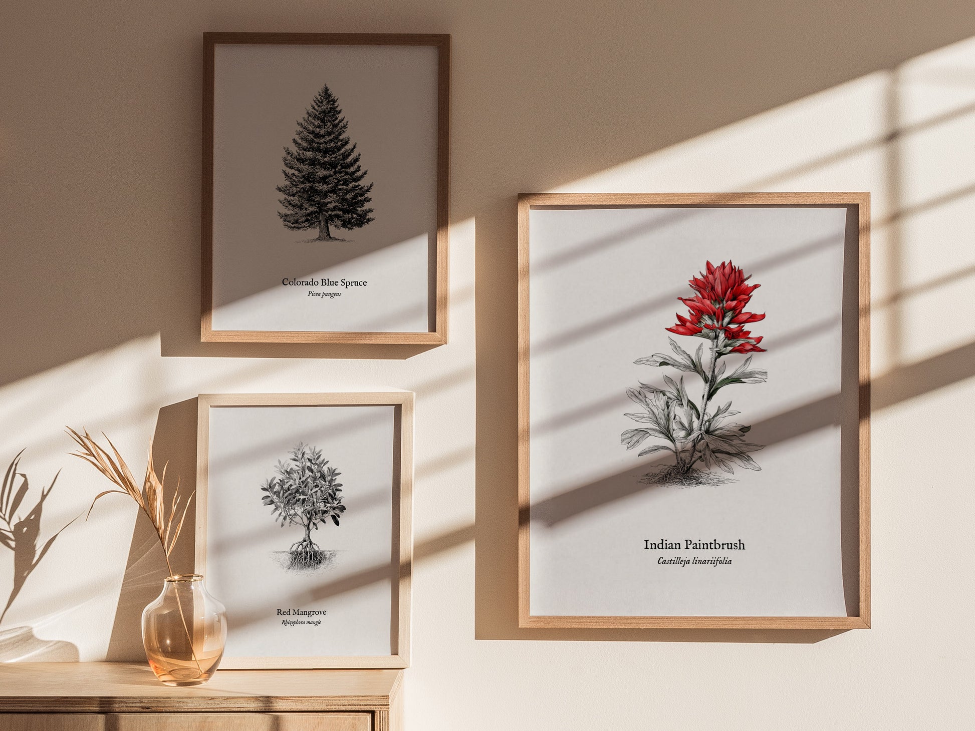 Indian Paintbrush Poster | Castilleja Linariifolia Pen and Ink Print Vintage Botanical Illustration — styled in a modern inte