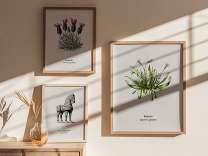 Katniss Poster | Sagittaria sagittifolia Pen and Ink Print | Vintage Botanical Illustration Wall Art — styled in a modern int