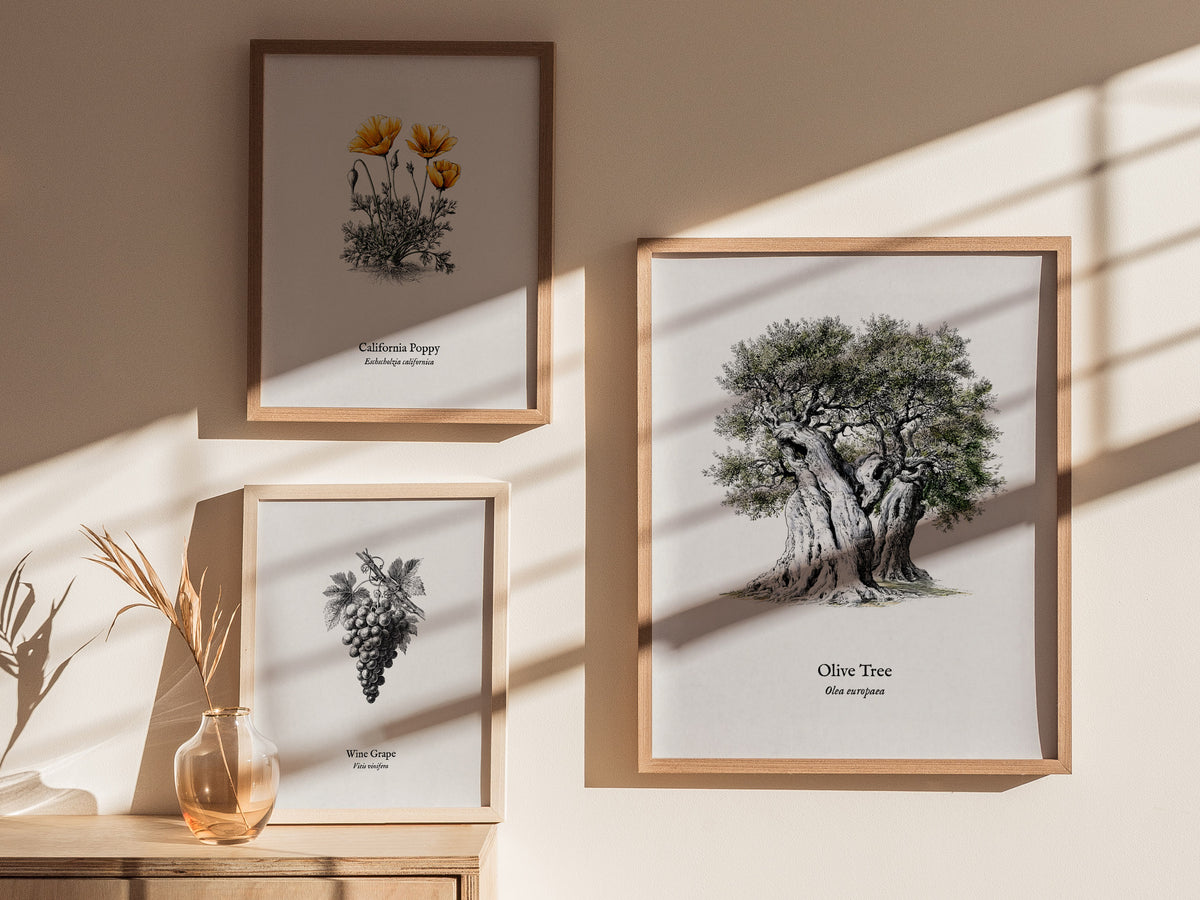 Olive Tree Poster | Vintage Olea europaea Botanical Illustration Wall Art — styled in a modern interior